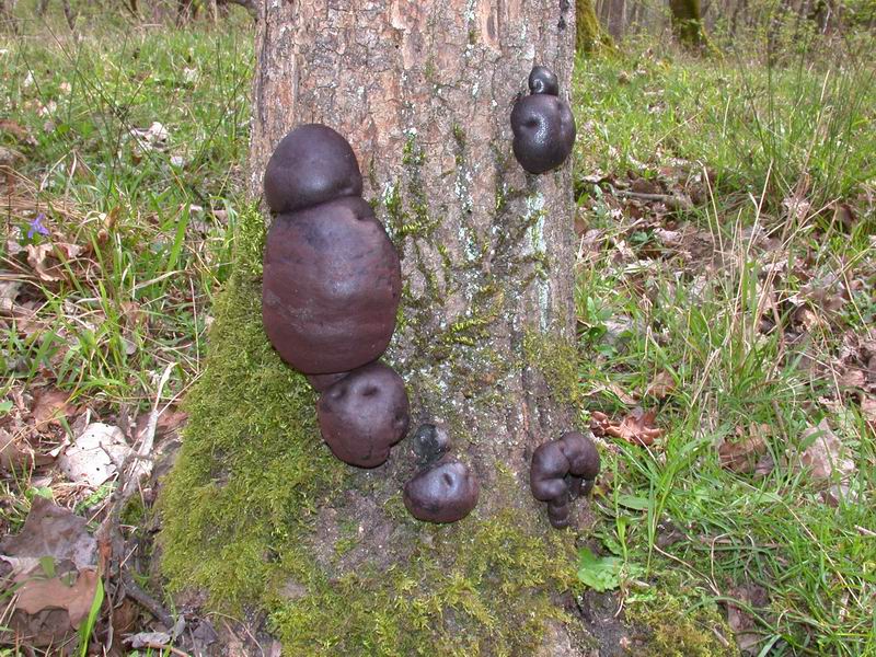 Mycoflora  toscana - Che grande soddisfazione....